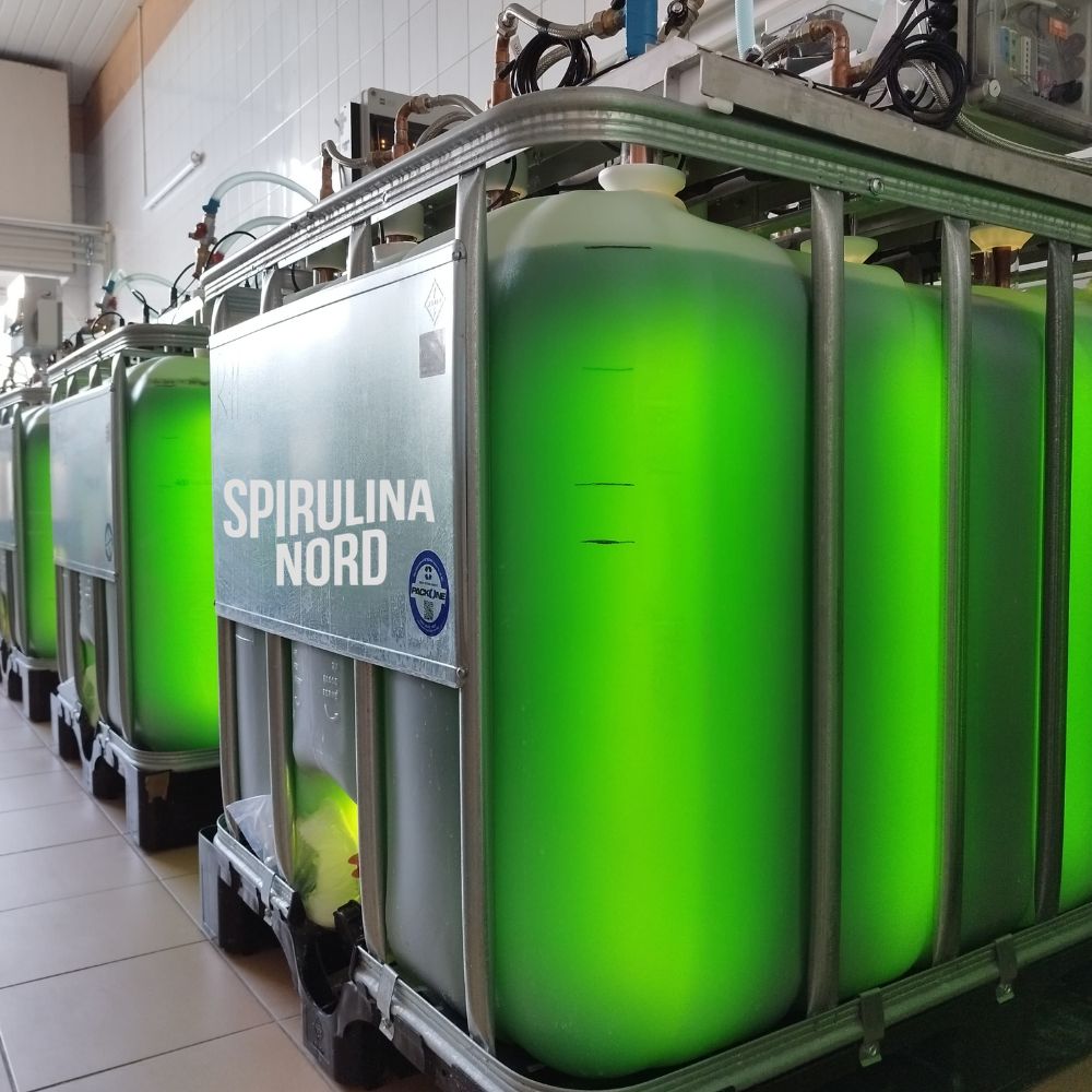 Fresh spirulina cultivated inside a bioreactor tank at SpirulinaNord