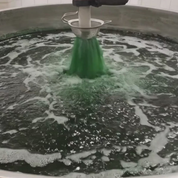 Fresh spirulina being poured into a round container, creating a swirling green motion