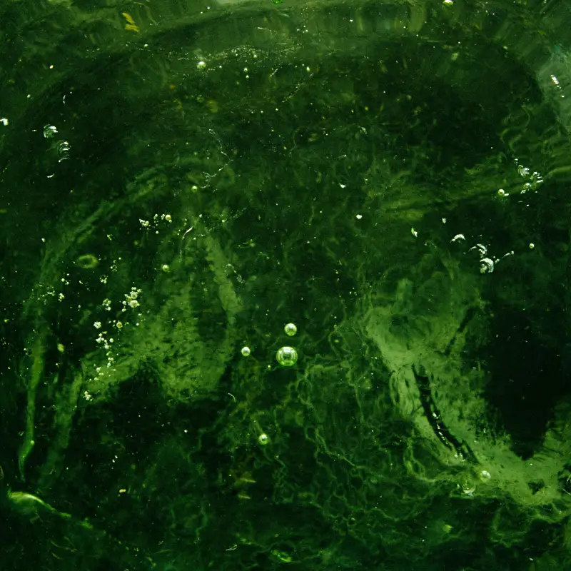 spirulina